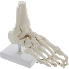 Bone of Foot